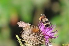 Bombus lapidarius decipiens