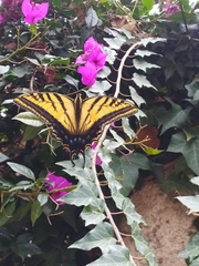 Papilio multicaudata