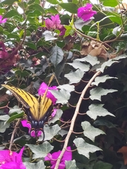 Papilio multicaudata