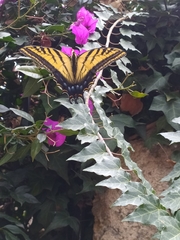 Papilio multicaudata