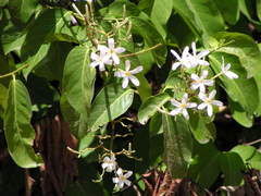 Saba