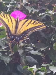 Papilio multicaudata