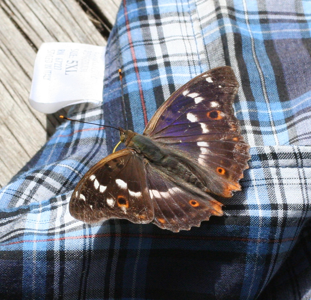 Lesser Purple Emperor