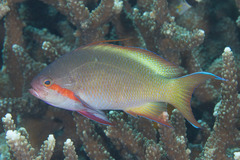 Pseudanthias huchtii