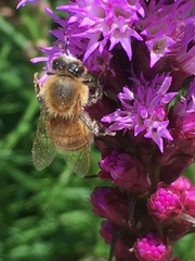 Apis mellifera