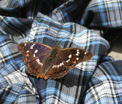 Apatura ilia praeclara