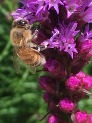 Apis mellifera