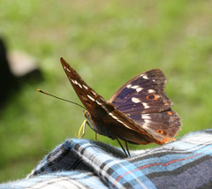 Apatura ilia praeclara