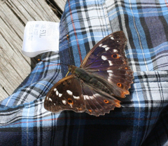 Apatura ilia praeclara