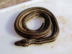 Nerodia clarkii clarkii