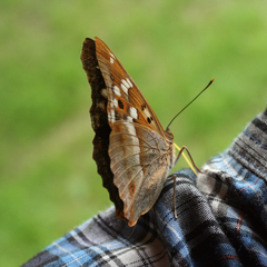 Apatura ilia praeclara
