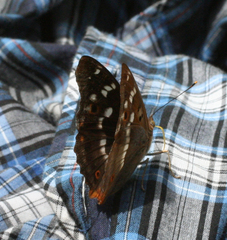 Apatura ilia praeclara