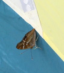 Apatura ilia praeclara