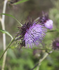 Cirsium yatsu-alpicola