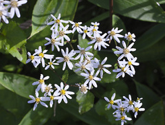 Aster scaber