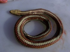 Nerodia clarkii clarkii