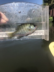 Lepomis macrochirus macrochirus