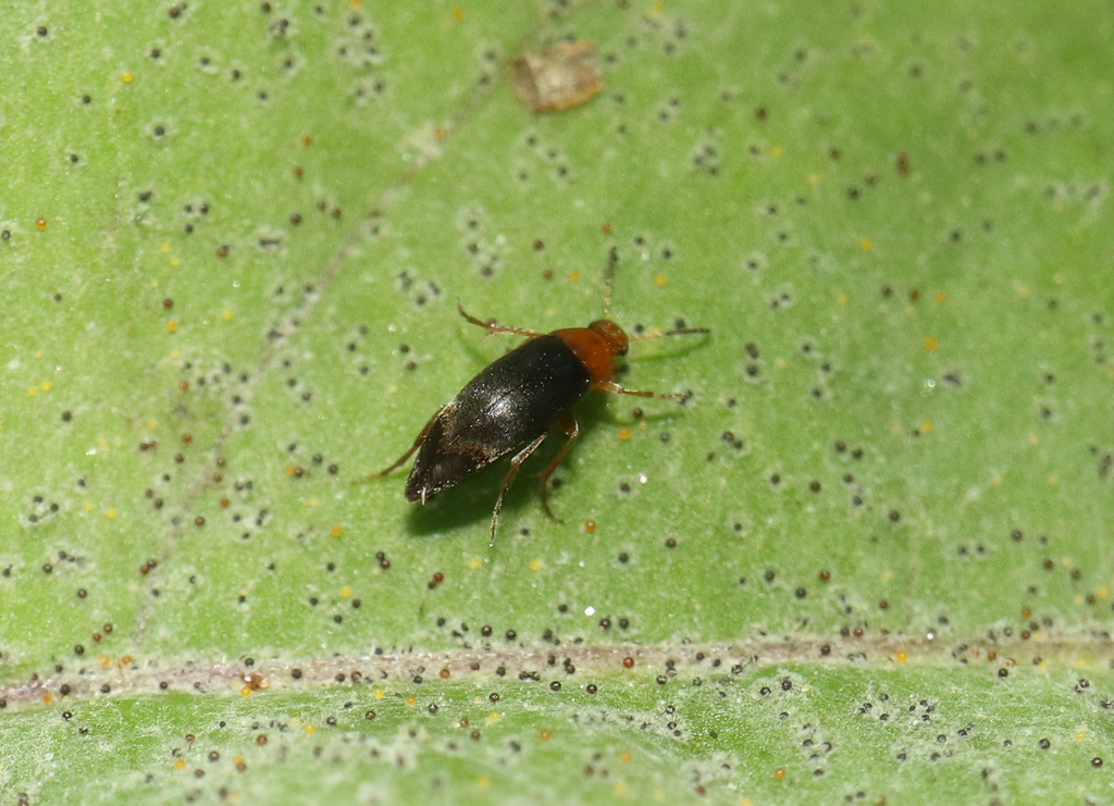 Anaspis thoracica