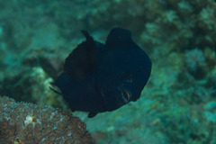 Neoglyphidodon melas