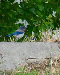 Aphelocoma californica