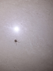 Theridiidae