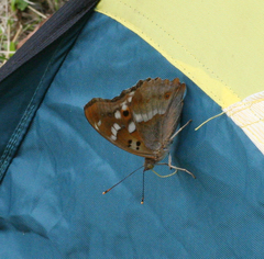 Apatura ilia praeclara