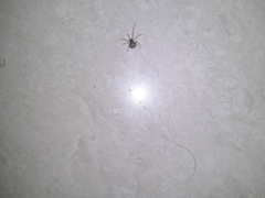 Theridiidae