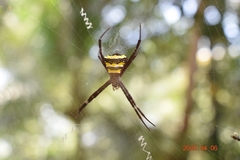 Argiope anasuja