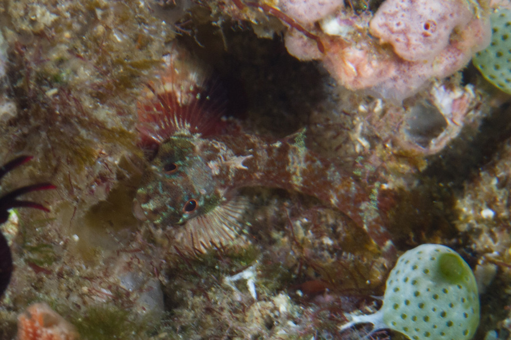 Yellownape triplefin (Enneapterygius flavoccipitis) — Tripterygiidae