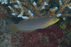 Halichoeres solorensis