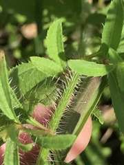 Rhexia mariana mariana