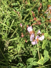 Rhexia mariana mariana