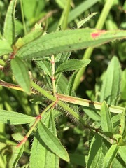 Rhexia mariana mariana