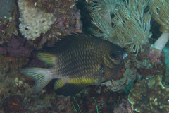 Amblyglyphidodon leucogaster