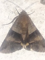 Melipotis fasciolaris