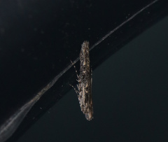Batrachedra praeangusta