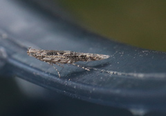 Batrachedra praeangusta