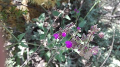 Mirabilis glabrifolia