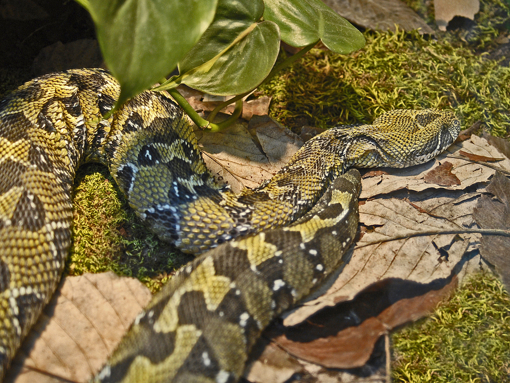 Ethiopia Viper