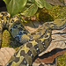 Ethiopia Viper - Photo (c) Hectonichus, some rights reserved (CC BY-SA)