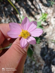 Cosmos pringlei