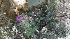 Mirabilis glabrifolia