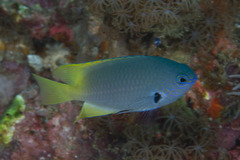 Pomacentrus nigromarginatus