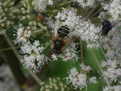 Eristalis jugorum