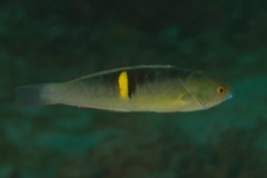 Pseudocoris bleekeri