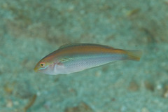 Stethojulis interrupta