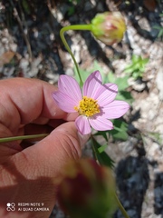 Cosmos pringlei