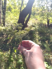 Silphiodaucus prutenicus