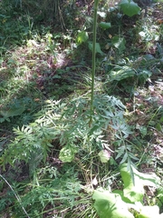 Silphiodaucus prutenicus