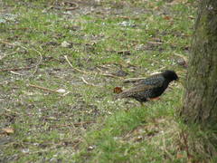 Sturnus vulgaris